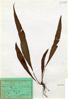 藏品(奧瓦葦)的圖片